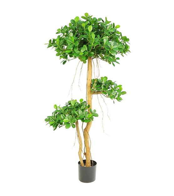 ficus-panda-plant-sajilo-way