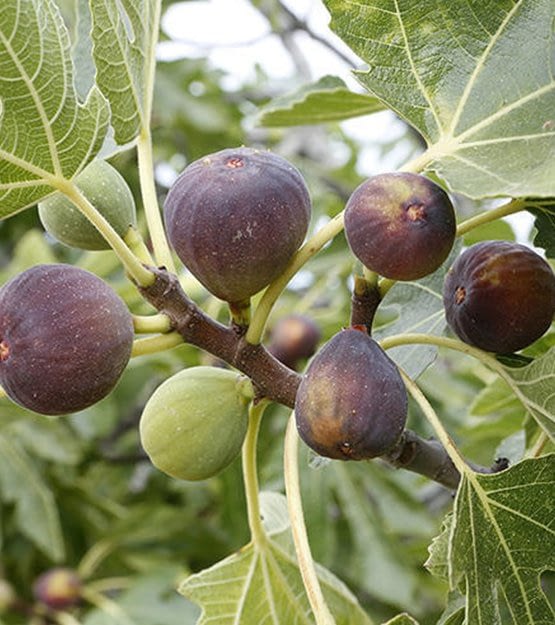 Anjeer fruit tree images